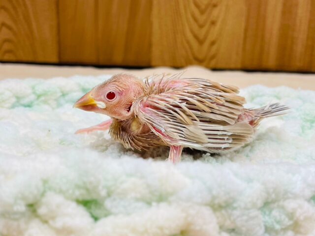 シナモン文鳥