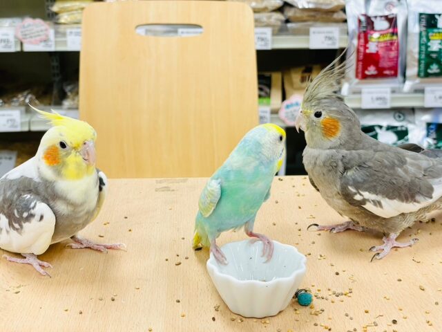 セキセイインコ