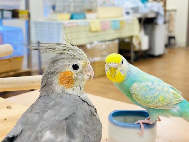 セキセイインコ