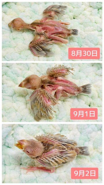 シナモン文鳥