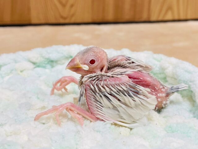 シルバーイノ文鳥