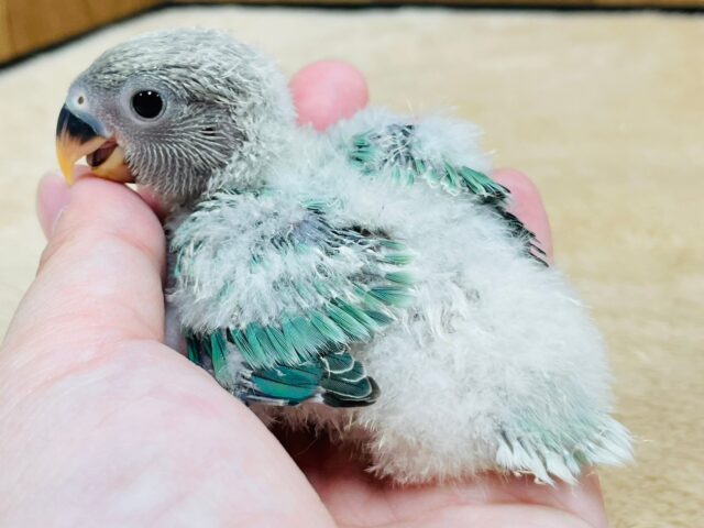 コザクラインコ（小桜インコ）