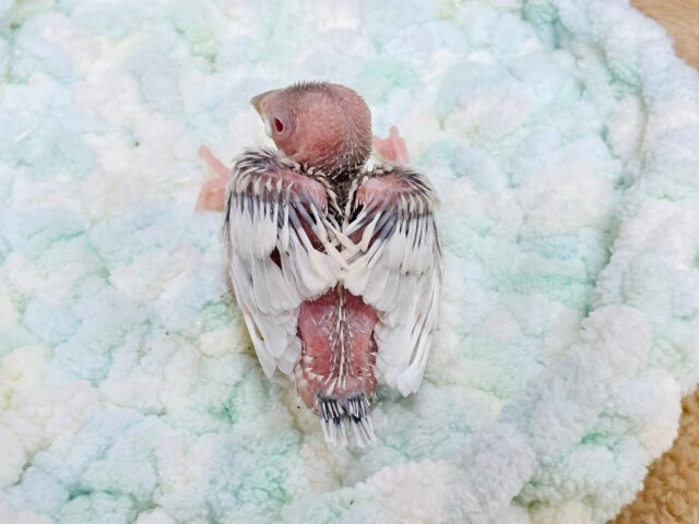 シルバーイノ文鳥