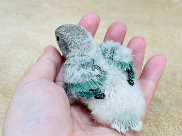 コザクラインコ（小桜インコ）