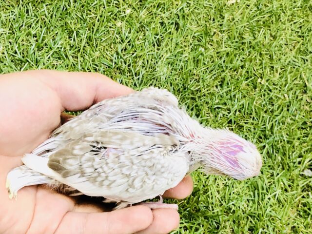 【最新画像更新☆☆】淡いカラーの癒しキャラ(*´Д`*) オカメインコ オカメインコ