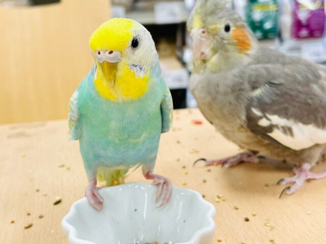 セキセイインコ