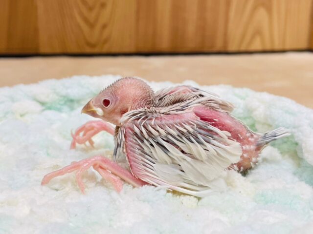 シルバーイノ文鳥