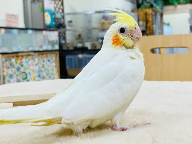 オカメインコ