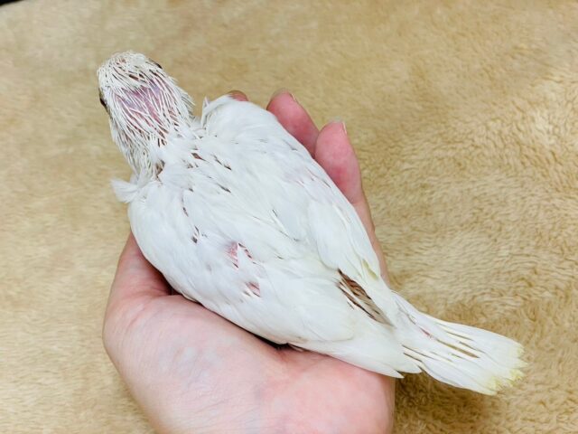 オカメインコ