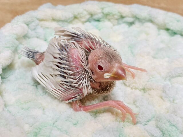 シルバーイノ文鳥