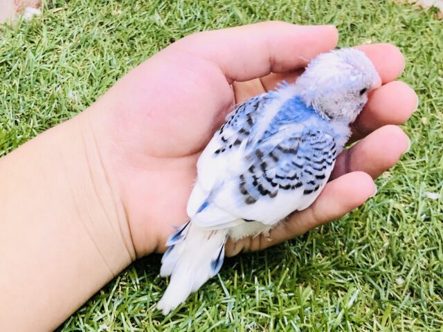 同じ模様はいないらしい?? セキセイインコ セキセイインコ