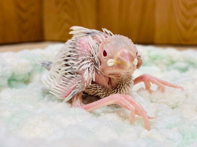 シルバーイノ文鳥