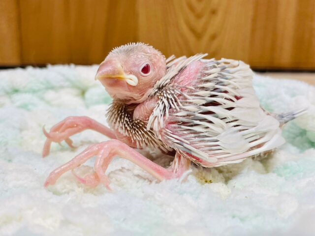 シルバーイノ文鳥