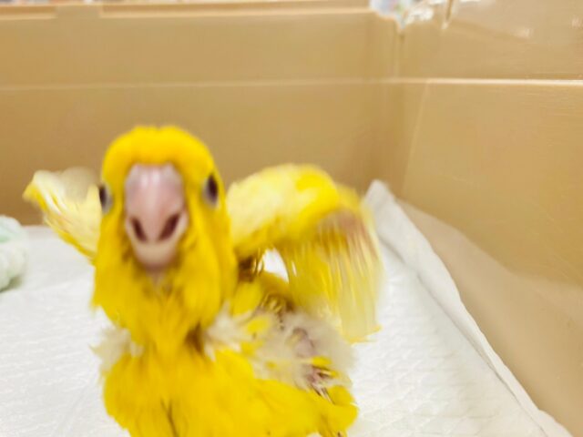 サザナミインコ