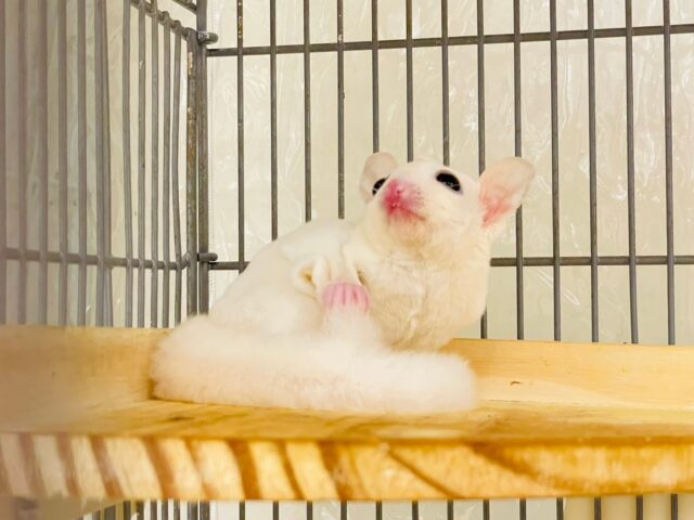 フクロモモンガ