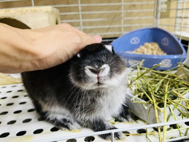 ネザーランドドワーフ