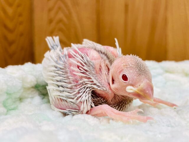 シルバーイノ文鳥