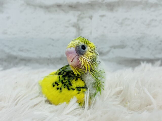おめめくりくり♡アイドルさん♡セキセイインコ(パイド) ヒナ セキセイインコ
