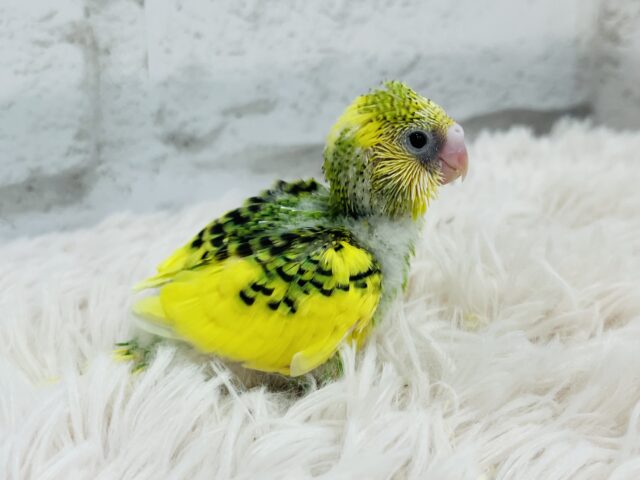 おめめくりくり♡アイドルさん♡セキセイインコ(パイド) ヒナ セキセイインコ