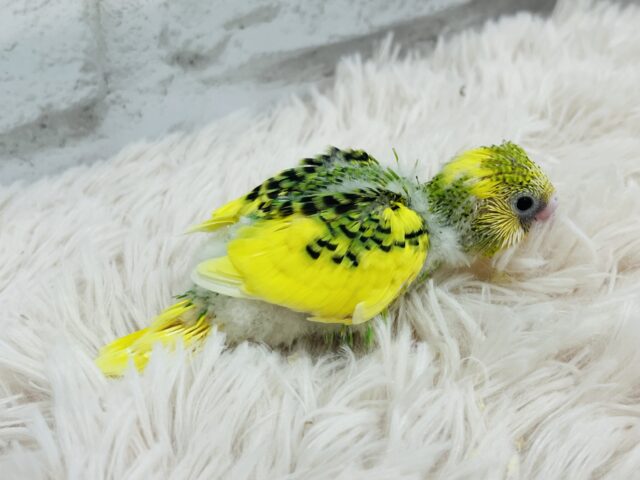 おめめくりくり♡アイドルさん♡セキセイインコ(パイド) ヒナ セキセイインコ
