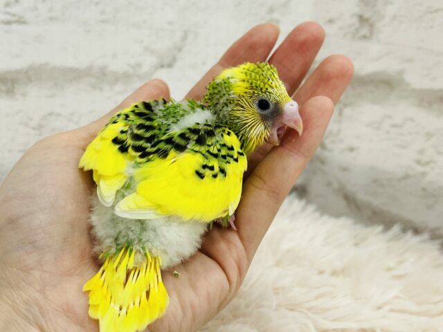 おめめくりくり♡アイドルさん♡セキセイインコ(パイド) ヒナ セキセイインコ