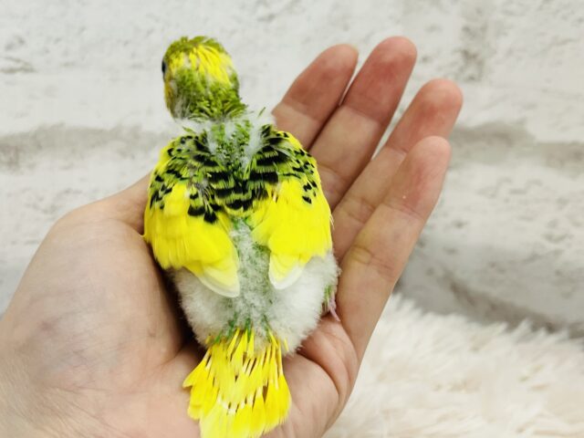おめめくりくり♡アイドルさん♡セキセイインコ(パイド) ヒナ セキセイインコ