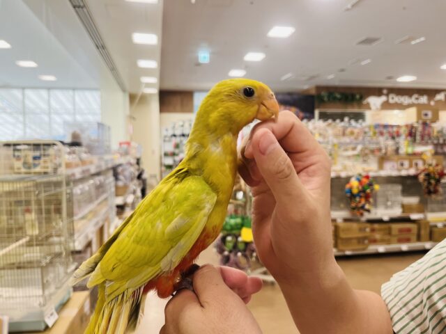 キンショウジョウインコ（キングパロット）