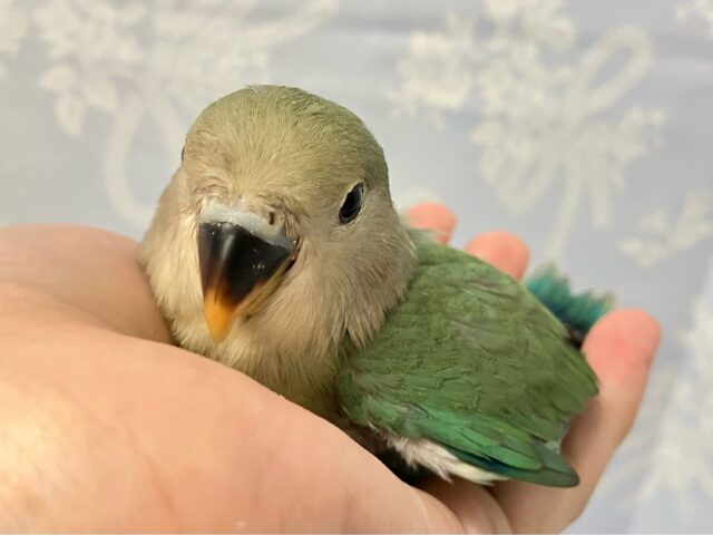 コザクラインコ（小桜インコ）