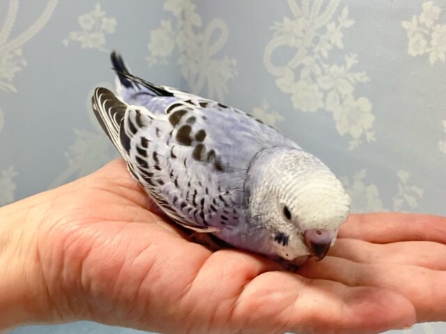 光の加減でメタモルフォーゼ?!💜🩶セキセイインコ(オパーリン) 2024年8月生まれ セキセイインコ