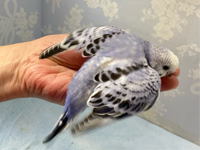 光の加減でメタモルフォーゼ?!💜🩶セキセイインコ(オパーリン) 2024年8月生まれ セキセイインコ