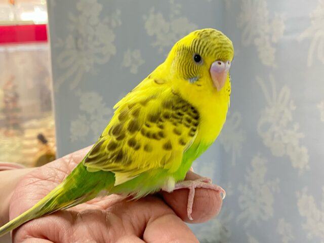 セキセイインコ