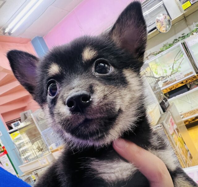 柴チワ（チワ柴）