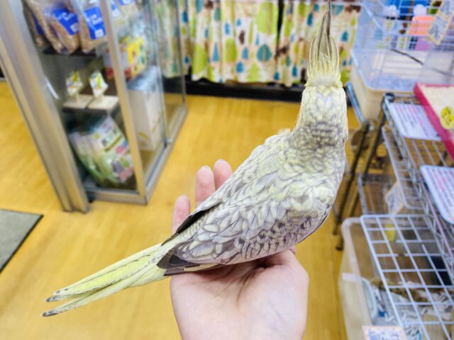 オカメインコ