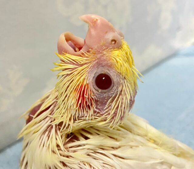 サンサンSmile☀️ショートケーキᒼᑋªⁿ♥︎🍰オカメインコ(ルチノー2024年8月生まれ) オカメインコ