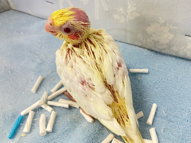 サンサンSmile☀️ショートケーキᒼᑋªⁿ♥︎🍰オカメインコ(ルチノー2024年8月生まれ) オカメインコ