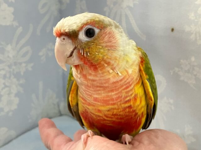 翼を広げPassionを解き放て❤️‍🔥 ウロコインコ(パイナップル2024年5月生まれ)