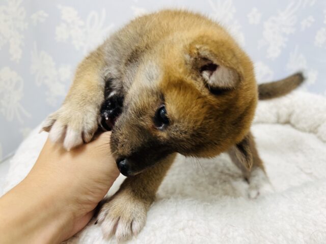 小さな怪獣🦖かまちょレベルMAXの豆柴くん😆 豆柴