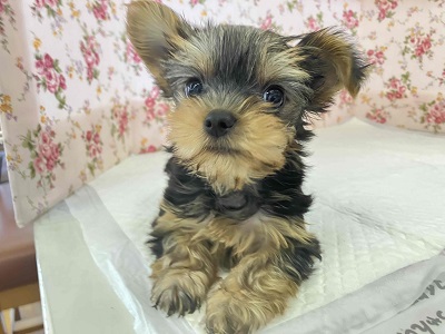 ヨークシャテリア