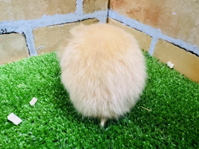 ゴールデンハムスター