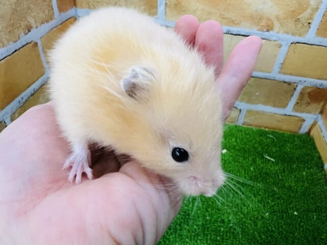 ゴールデンハムスター