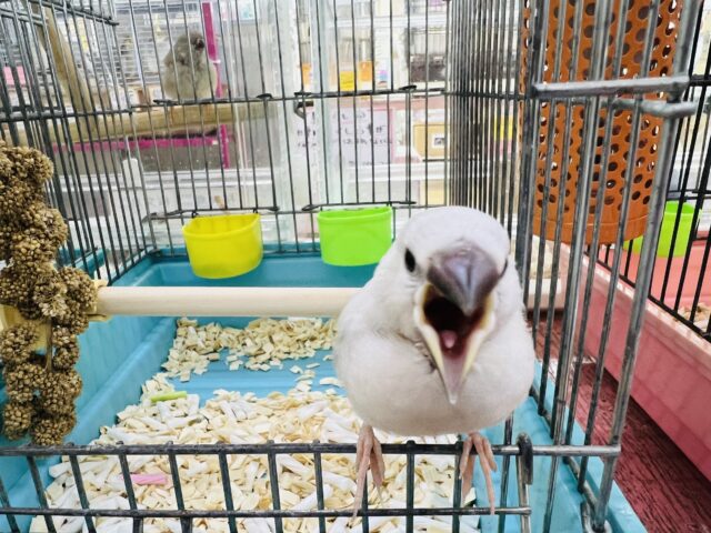 画像更新☆綺麗に育つよ✨シルバー文鳥のヒナ入荷しました❤ シルバー文鳥