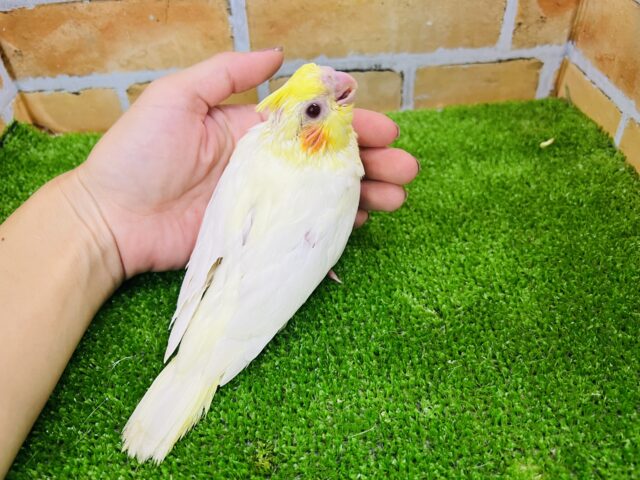 きゅるるん♪オカメインコ(ルチノー)の雛がやってきたー! オカメインコ