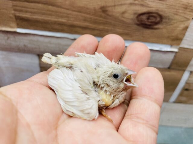 錦花鳥（キンカチョウ）