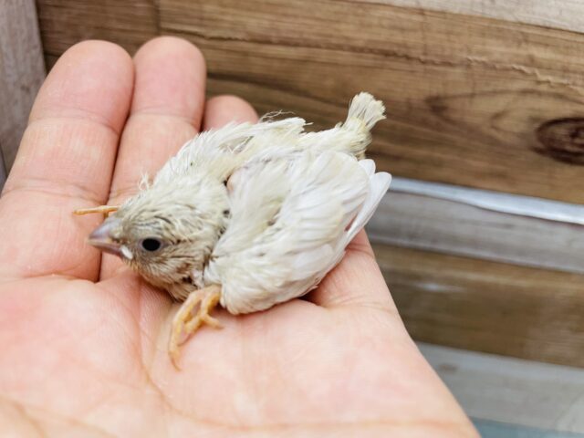 錦花鳥（キンカチョウ）