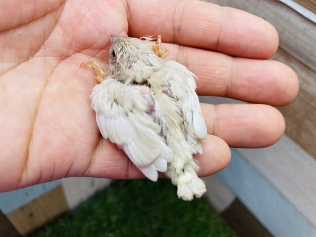 錦花鳥（キンカチョウ）