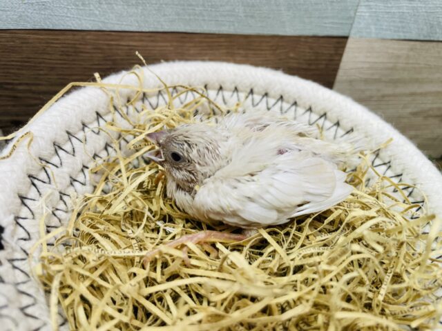 錦花鳥（キンカチョウ）