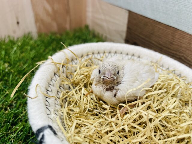 錦花鳥（キンカチョウ）