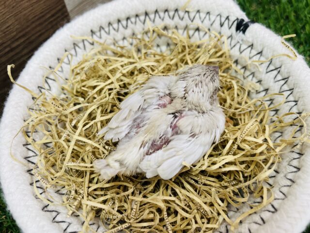 錦花鳥（キンカチョウ）