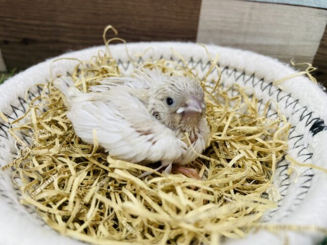 錦花鳥（キンカチョウ）