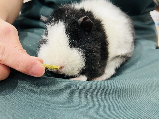 テディモルモット